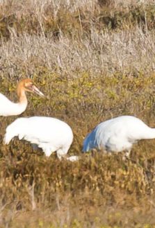 Whooping Cranes Rockport